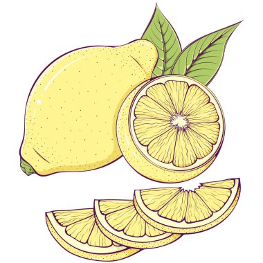 Hayat bir bütün ve limon yaprakla kesiliyor. Olgun ekşi meyve. Beyaz üzerine izole edilmiş çizgi film tarzında vektör illüstrasyonu. Doğal ve sağlıklı yiyecekler.