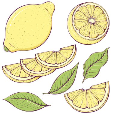 Yapraklı renkli limonlar. Olgun limon yarısı, bütün ve ekşi meyve dilimleri. Beyaz üzerine izole edilmiş çizgi film tarzında vektör illüstrasyonu. Doğal ve sağlıklı yiyecekler.