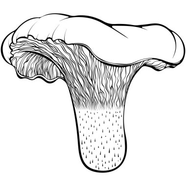 Chanterelle mantarı. Orman mantarı. Elle çizilmiş robot resim çiziminde vektör illüstrasyonu. Çizgi sanatı grafikleri sağlıklı gurme mutfağı beyaza izole edilmiş. Boyama kitabı için tasarım, yazdırma