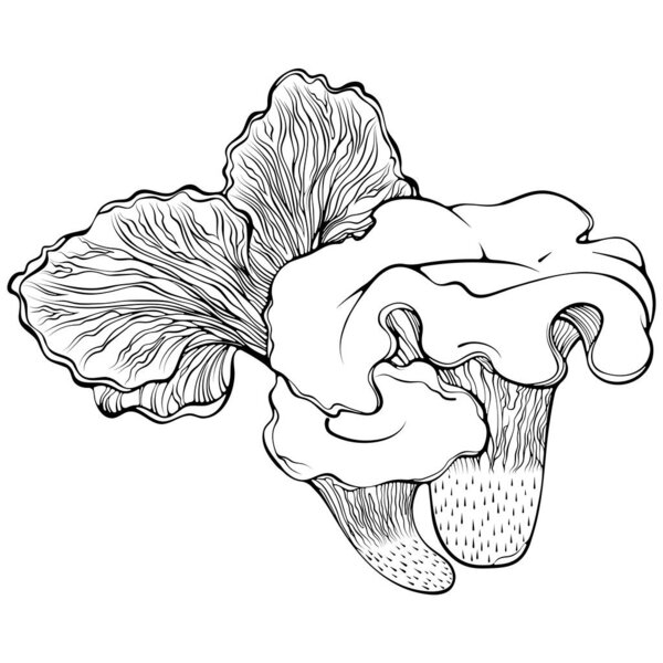 Composition of chanterelle mushrooms. Forest autumn edible mushroom family. Vector illustration in hand drawn sketch doodle style. Line art graphic isolated on white. Design for coloring book, print