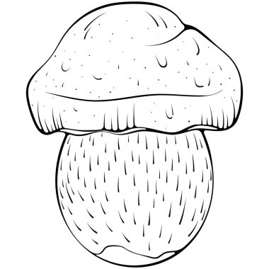 Boletus mantarı. Orman sonbahar mantarı yenilebilir mantar. Elle çizilmiş robot resim çiziminde vektör illüstrasyonu. Çizgi sanatı beyazı izole edilmiş sağlıklı organik gıdalar. Boyama kitabı için tasarım, yazdırma