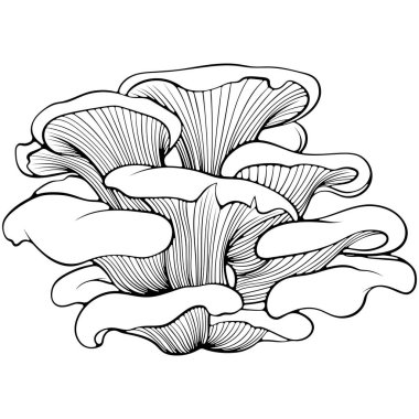 İstiridye mantarları. Orman ahşabı yenilebilir mantar. Elle çizilmiş robot resim çiziminde vektör illüstrasyonu. Çizgi sanatı beyazı izole edilmiş sağlıklı vejetaryen yemekleri. Boyama kitabı için tasarım