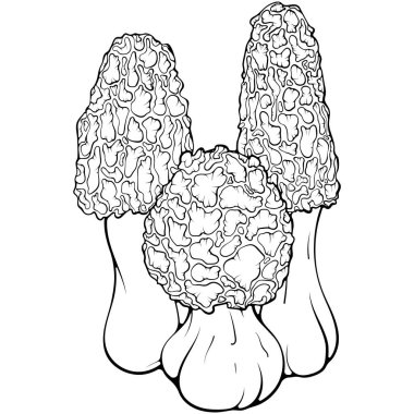 Üç mantar. Süngerimsi morel. Orman sonbaharı yenilebilir mantar. Elle çizilmiş robot resim çiziminde vektör illüstrasyonu. Çizgi sanatı vejetaryen yiyecekleri beyaza izole edilmiş. Boyama kitabı için tasarım