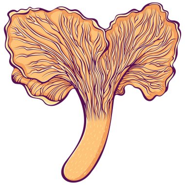 Chanterelle mantarı. Orman sonbaharı yenilebilir mantar. Elle çizilmiş renkli vektör çizimi. Turuncu mantarlı sağlıklı organik besinler beyaza izole edilmiş.