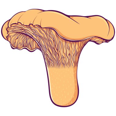Chanterelle mantarı. Sarı orman mantarı. El çizimi tarzında vektör illüstrasyonu. Karikatür sağlıklı gurme mantarı beyaza izole edilmiş.