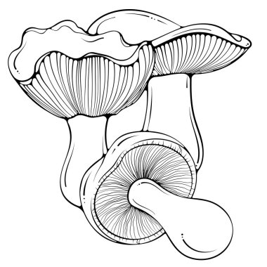 Russula mantarlı kompozisyon. Ormanda sonbahar yenilebilir mantarlarla hayat. Elle çizilmiş robot resim çiziminde vektör illüstrasyonu. Çizgi sanatı grafiği boyama kitabı için beyaza izole edildi, yazdırma