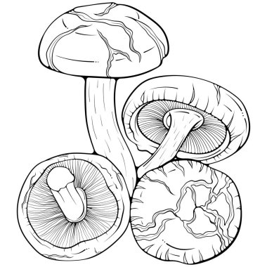 Şiitake mantarlı kompozisyon. Asya çiğ yenebilir orman mantarları. Elle çizilmiş robot resim çiziminde vektör illüstrasyonu. Çizgi sanatı grafik organik vejetaryen gıda boyama kitabı için beyaz üzerine izole