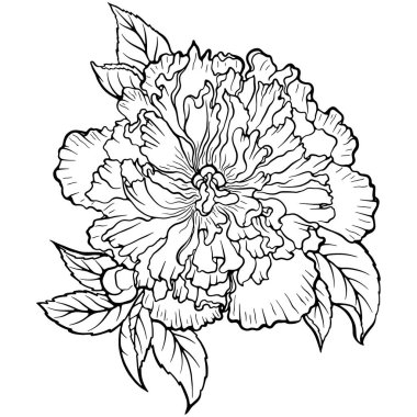 Çiçek açan şakayık çiçeği. Elle çizilmiş vektör çizimleri karalama stili. Çizgi sanatı bitkisi beyaza izole edilmiş. Çiçek açan yeri kapat. Boyama kitabı, tasarım, baskı elementi