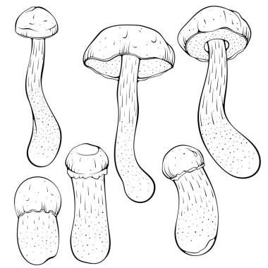 Kahverengi veya kırmızı mantar seti. Aspen yenilebilir orman mantarları. Elle çizilmiş robot resim çiziminde vektör illüstrasyonu. Çizgi sanatı ekolojik yiyecekler beyaza izole edilmiş. Boyama kitabı için tasarım