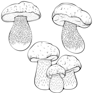 Boletus beyaz mantar seti. Orman güz porcini yenilebilir mantar. Elle çizilmiş robot resim çiziminde vektör illüstrasyonu. Çizgi sanatı ekolojik yiyecekler beyaza izole edilmiş. Boyama kitabı için tasarım