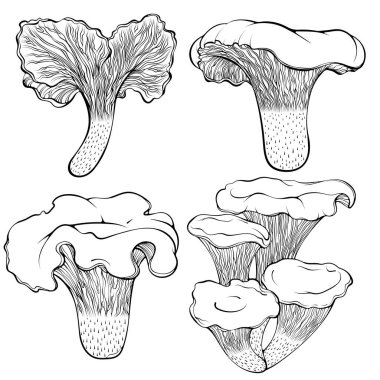 Bir dizi chanterelle mantarı. Orman sonbaharı yenilebilir mantar. Elle çizilmiş robot resim çiziminde vektör illüstrasyonu. Çizgi sanatı beyazı izole edilmiş sağlıklı organik gıdalar. Boyama kitabı için tasarım
