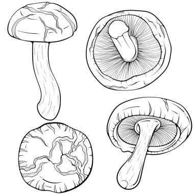 Shiitake mantarı seti. Asya çiğ yenebilir orman mantarları. Elle çizilmiş robot resim çiziminde vektör illüstrasyonu. Çizgi sanatı grafikli organik vejetaryen yiyecekler boyama kitabı için beyaza izole edilmiş.
