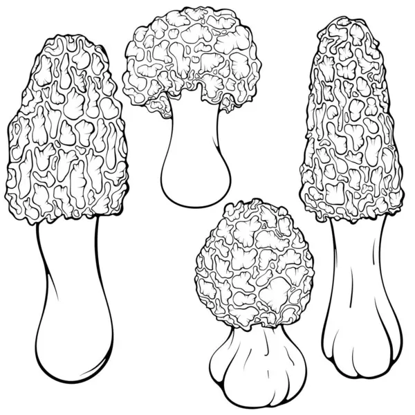 stock vector Set of morels mushrooms. Spongy morel. Forest autumn edible mushroom. Vector illustration in hand drawn sketch doodle style. Line art graphic healthy food isolated on white. Design for coloring book