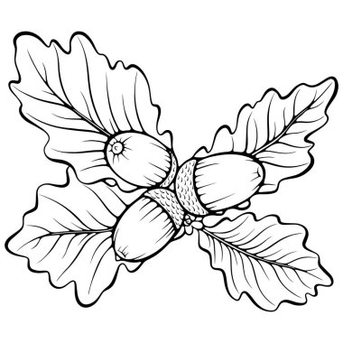 Meşe yaprakları ve üç meşe palamudu. Sonbahar tasarım elementi. Elle çizilmiş vektör çizimleri beyaza izole edilmiş. Yazdırma ve boyama kitabı için siyah çizgi grafiği