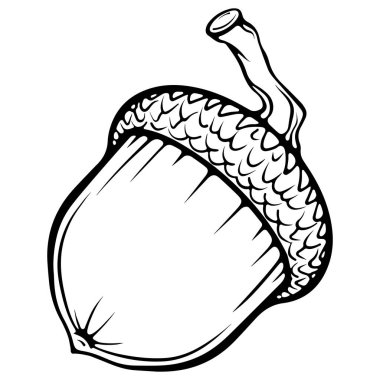 Bir meşe palamudu fındığı ve bir şapka. Sonbahar tasarım elementi. Elle çizilmiş vektör çizimleri beyaza izole edilmiş. Yazdırma ve boyama kitabı için siyah çizgi grafiği