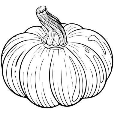 Sebze kabağı yakın plan. Sonbahar hasadı, Şükran Günü sembolü. Elle çizilmiş robot resim çiziminde vektör illüstrasyonu. Çizgi sanatı boyama kitabı için beyaza izole edildi, yazdırma