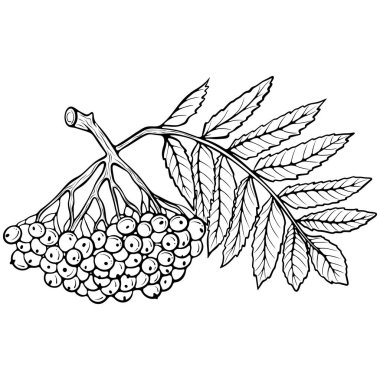 Olgun kızılcık böğürtleni dalı. Samimi sonbahar teması. Elle çizilmiş taslak biçiminde vektör illüstrasyonu. Çizgi sanatı boyama kitabı için beyaza izole edildi, yazdırma