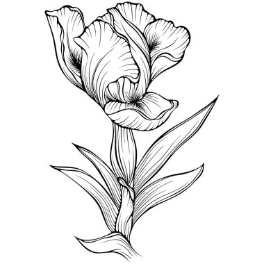 Sapı ve yaprağı olan çiçek açan iris çiçeği. Bahçe yaz bitkisi. Elle çizilmiş robot resim çiziminde vektör illüstrasyonu. Çizgi sanatı yaban çiçeği beyazı izole etti. Boyama kitabı için tasarım, yazdırma