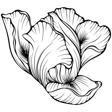 Çiçekli süsen çiçeği kafa. Bahçe yaz bitkisi. Anemone çiçeği. Elle çizilmiş robot resim çiziminde vektör illüstrasyonu. Çizgi sanatı yaban çiçeği beyazı izole etti. Boyama kitabı için tasarım, yazdırma