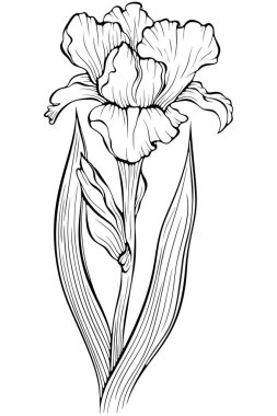 Sapı, tomurcuğu ve yaprağı olan çiçek açan iris çiçeği. Bahçe yaz bitkisi. Elle çizilmiş robot resim çiziminde vektör illüstrasyonu. Beyaz üzerine izole edilmiş çizgi sanatsal şakayık çiçeği. Boyama kitabı için tasarım