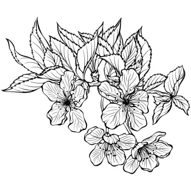 Kiraz çiçeği. Çiçekli ve yapraklı Sakura ağacı dalı. Elle çizilmiş karalama tarzında vektör ilkbahar botanik çizimi. Çizgi grafikleri beyaza izole edilmiş. Boyama kitabı için tasarım, yazdırma