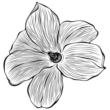 Çiçekli manolya çiçeği kafası. Yaz bitkisi. Elle çizilmiş robot resim çiziminde vektör illüstrasyonu. Çizgi sanatı yaban çiçeği beyazı izole etti. Boyama kitabı için tasarım, yazdırma