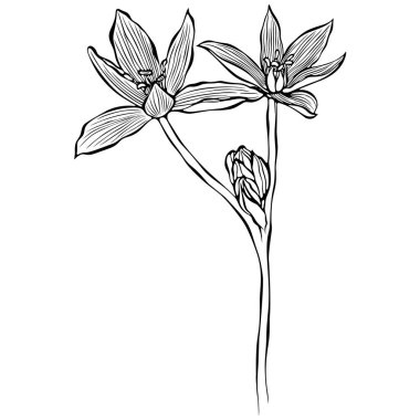 İki çiçekli Ornithogalum dalı. Beytüllahim 'in Bahçe Yıldızı veya Çim Zambağı. Elle çizilmiş robot resim çiziminde vektör illüstrasyonu. Çizgi grafikleri beyaza izole edilmiş. Boyama kitabı için tasarım