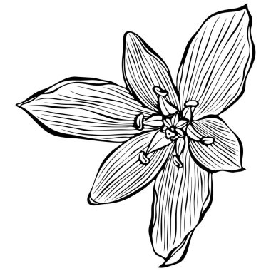 Ornithogalum çiçeği. Beytüllahim 'in Bahçe Yıldızı veya Çim Zambağı. Elle çizilmiş robot resim çiziminde vektör illüstrasyonu. Çizgi grafikleri beyaza izole edilmiş. Boyama kitabı için tasarım