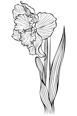 Yaprak görünümlü bir sapta çiçek açan nergis. Bahar narsisus bitkisi. Elle çizilmiş robot resim çiziminde vektör illüstrasyonu. Çizgi grafikleri beyaza izole edilmiş. Boyama kitabı için tasarım