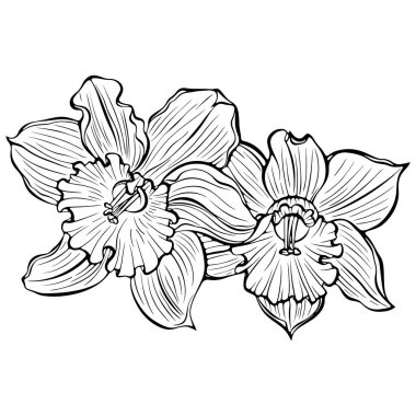 Çiçek açan iki nergis. Bahar narsisus bitkisi. Elle çizilmiş robot resim çiziminde vektör illüstrasyonu. Çizgi sanatı yaban çiçeği beyazı izole etti. Boyama kitabı için tasarım, yazdırma