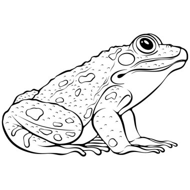 Gerçekçi kurbağa bakışlı. Amfibik sürüngen. Elle çizilmiş vektör çizimleri beyaza izole edilmiş. Siyah ana hatlı hayvan grafiği. Boyama kitabı sayfası için tasarım, yazdırma