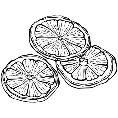 Üç kuru portakal dilimi. Tatil ya da aşçılık teması için meyve illüstrasyonu. Elle çizilmiş vektör çizimi çizim stili. Çizgi sanatı boyama kitabı için beyaza izole edildi, yazdırma