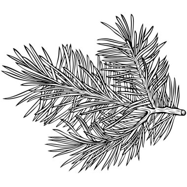 Firavun ağacı dalı. Minimalist tarzda her zaman yeşil bir dal. Orman ya da mevsimsel element. Elle çizilmiş vektör çizimi çizim stili. Çizgi sanatı boyama kitabı için beyaza izole edildi, yazdırma
