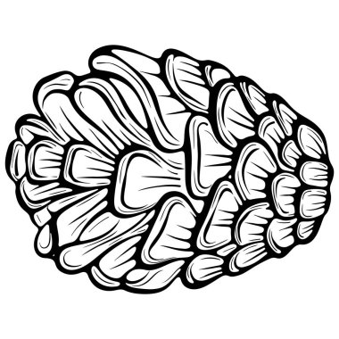 Çam kozalağı yan yatıyor. Doğal orman elementi. Elle çizilmiş vektör çizimi çizim stili. Çizgi sanatı boyama kitabı için beyaza izole edildi, yazdırma