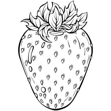 Olgun tek çilek. Tatlı tasarımları, yemek çizimleri ya da dekoru için mükemmel bir botanik tarzı. Elle çizilmiş vektör çizimi. Çizgi sanatı boyama kitabı için beyaza izole edilmiş