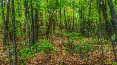 Yeni İngiltere 'nin sık ormanlarının manzarası,