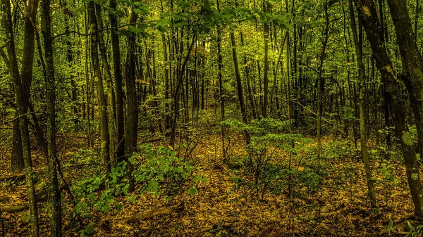 Vista Floresta Centro Nova Inglaterra — Fotografia de Stock