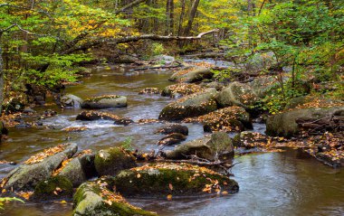 Willard Brook 'taki Willard Brook' ta sonbahar Ashby Massachusetts 'te kale.