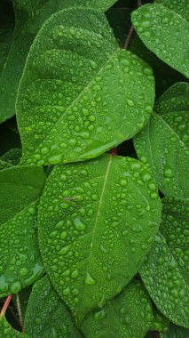 rain drop resting on leaves  after a rain