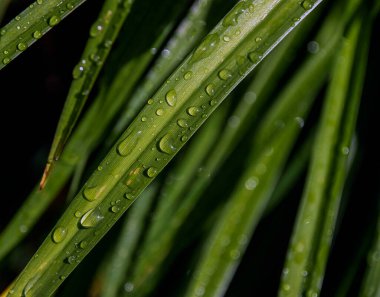 Yağmur damlaları yaprakların üzerinde dinleniyor. 
