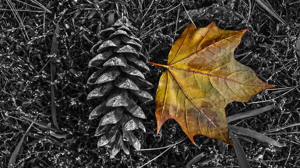 Сосновый Конус Черно Белом Цвете Осенним Листом — стоковое фото