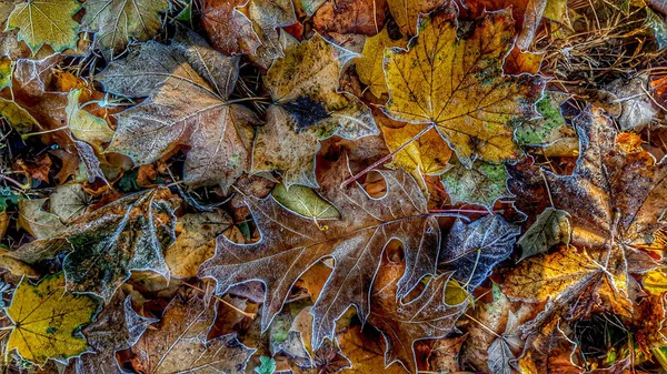 Geada Cedo Folhas Outono — Fotografia de Stock
