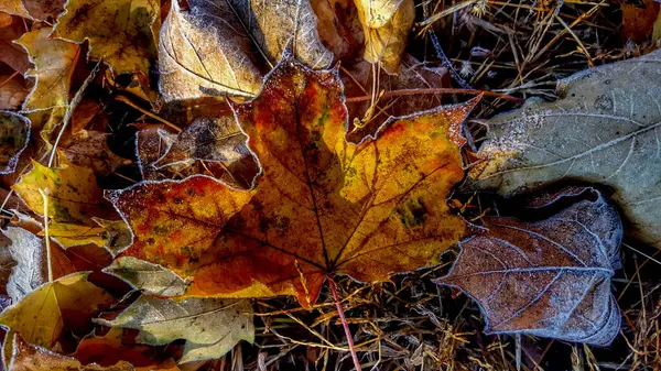 Frost Outlines Autumn Leaves — Stock Photo, Image