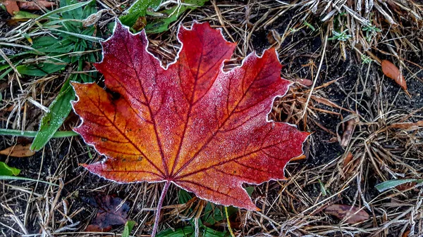 Frost Out Line Maple Leaf — Stock Photo, Image