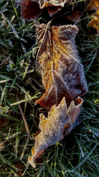 秋の葉を覆う朝霜 — ストック写真