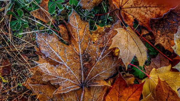 秋叶上结霜的痕迹 — 图库照片