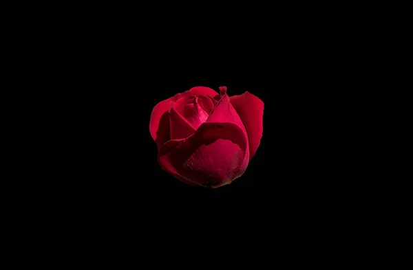 Červená Růže Černém Hřbetě — Stock fotografie