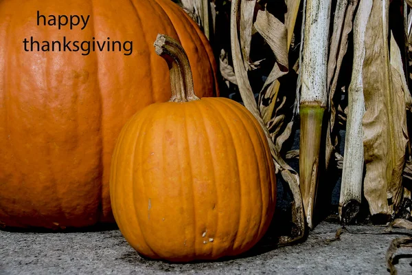 Two Pumpkins Agaist Corn Stalk Words Thanks Giving — Stock Photo, Image