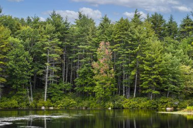  Massachusetts 'teki Pearl Hill Dere Gölü' nde sonbahar havası