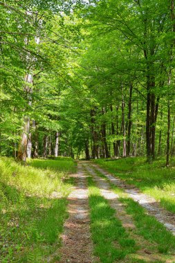  Eski terk edilmiş toprak yol Yeni İngiltere 'nin vahşi doğasında